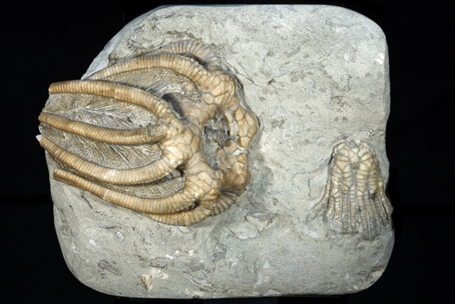acam-koninklijke-academie-voor-mineralogie-collectie-fossielen-F55-5-Agaricocrinites-americanus